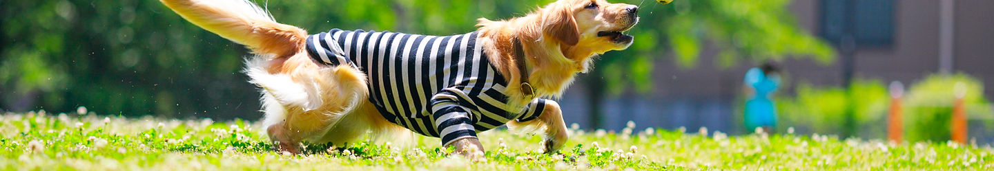 犬連れで楽しめる箱根の美術館ガイド|ペット不可でも諶めない方法