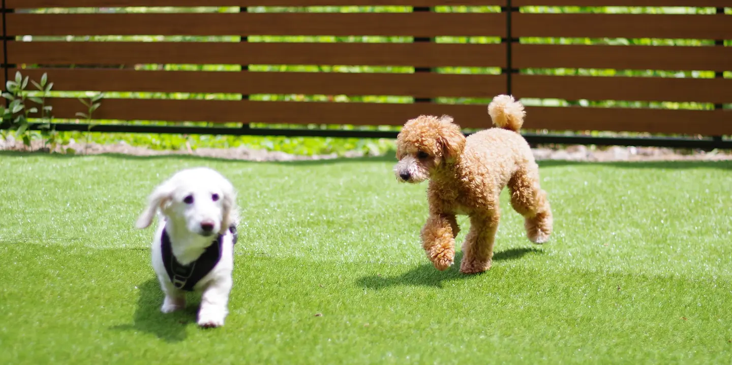 DogHub 箱根仙石原