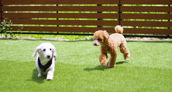 DogHub箱根仙石原のドッグランで走る犬