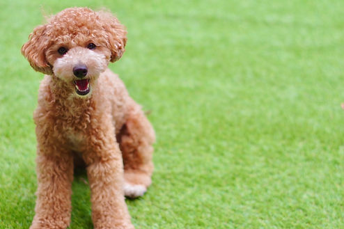 専用ドッグラン