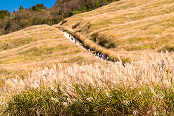 仙石原 すすき草原
